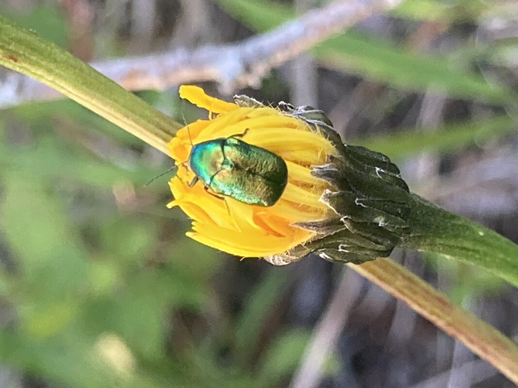 Жучок - Ольга Савельева 