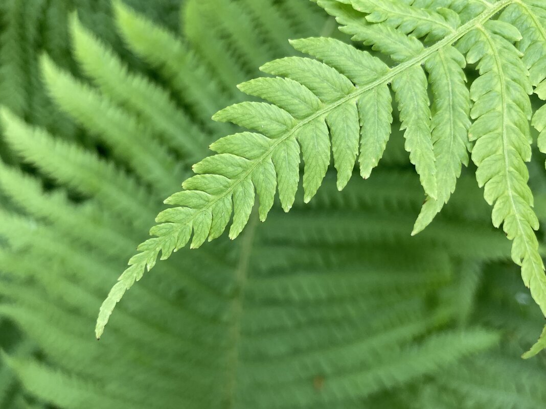 Папоротник - Ольга Савельева 