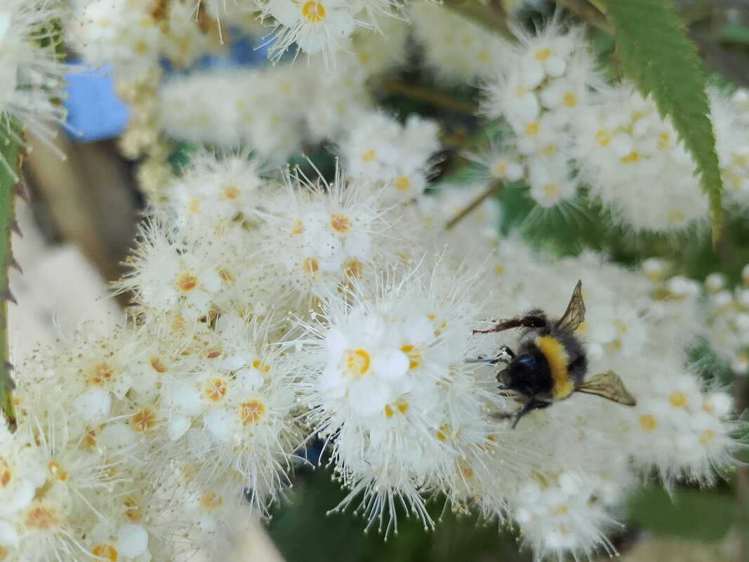Шмель и рябинолистнтк - Ален Янн 