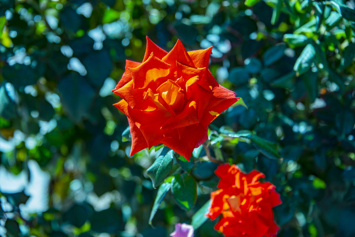 Роза - Анатолий Чикчирный