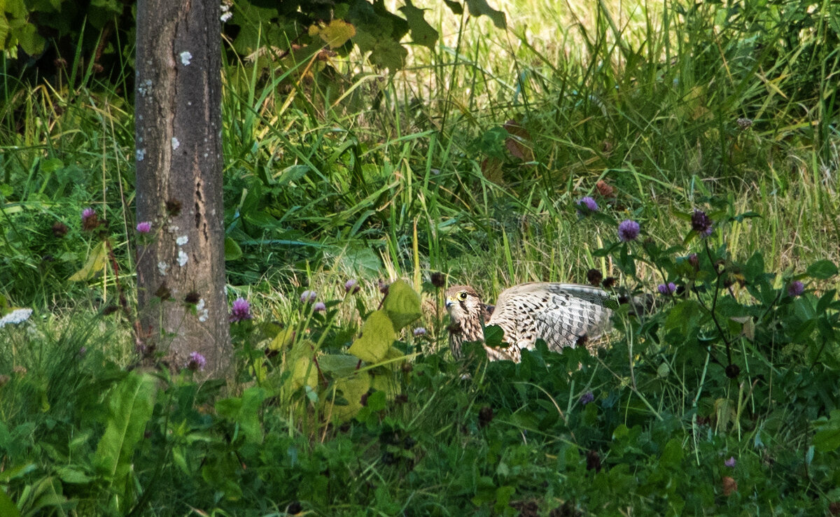 Пустельга. - Владимир Безбородов