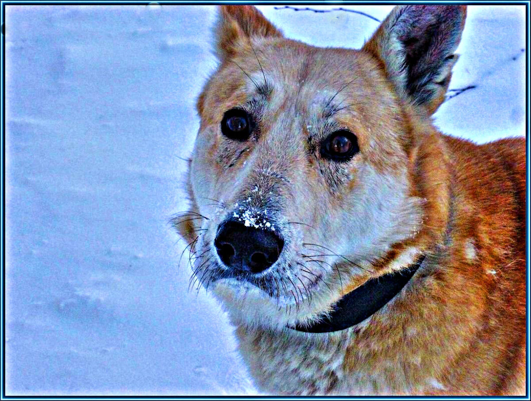 Портрет сибирской лайки! - Владимир 
