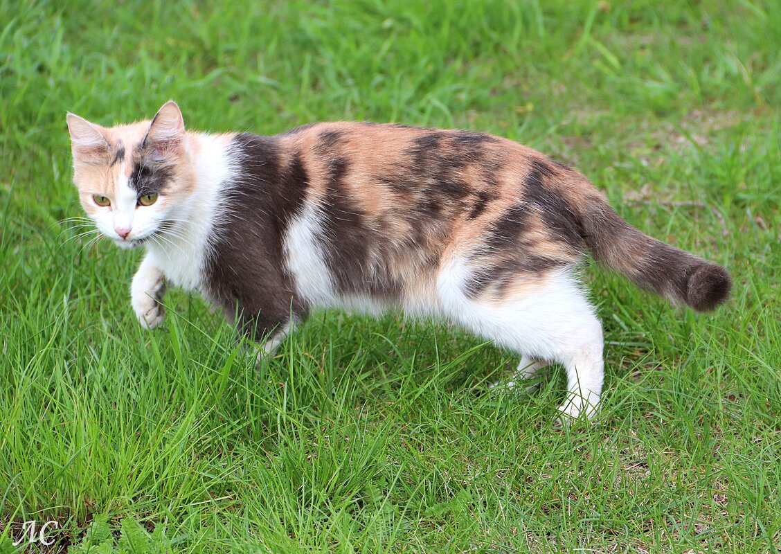 Случайные встречи - Любовь Сахарова