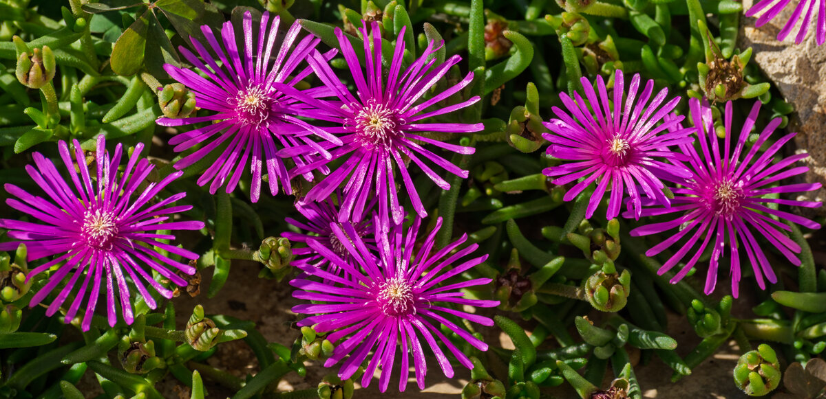 Делосперма Купера - Игорь Сикорский