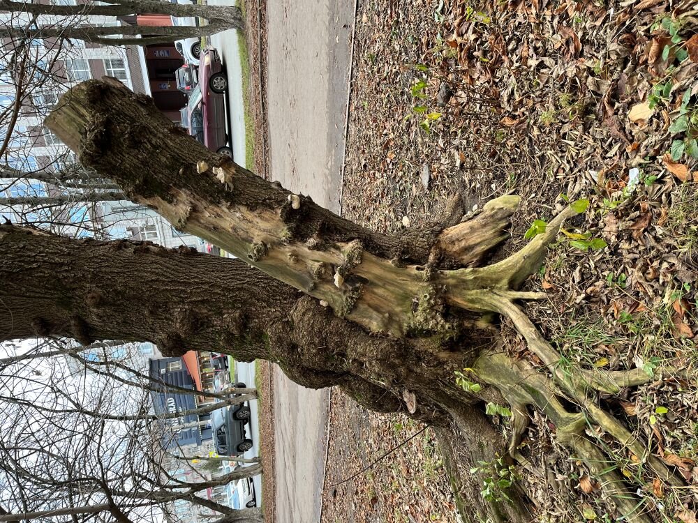 ***дерево - удивление*** - Olga Oskolkova