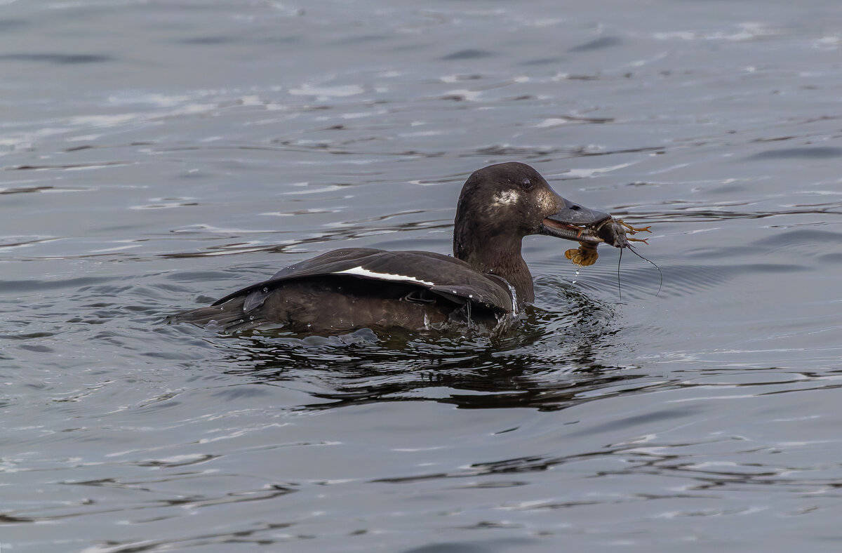 турпан. - юрий макаров