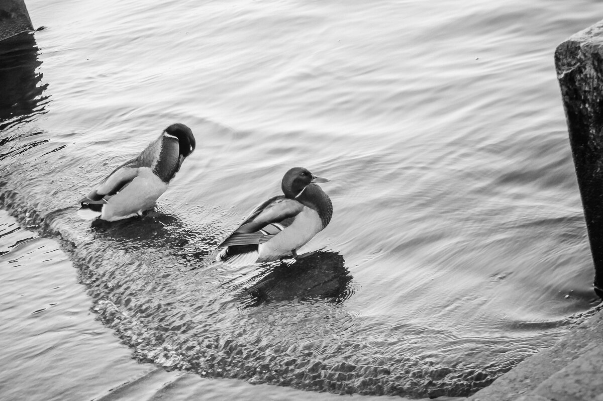 Утиные истории - Олег Загорулько