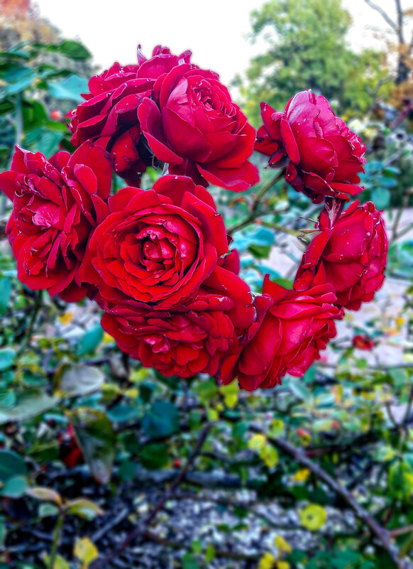 Букетик - Варвара Букетик - Варвара