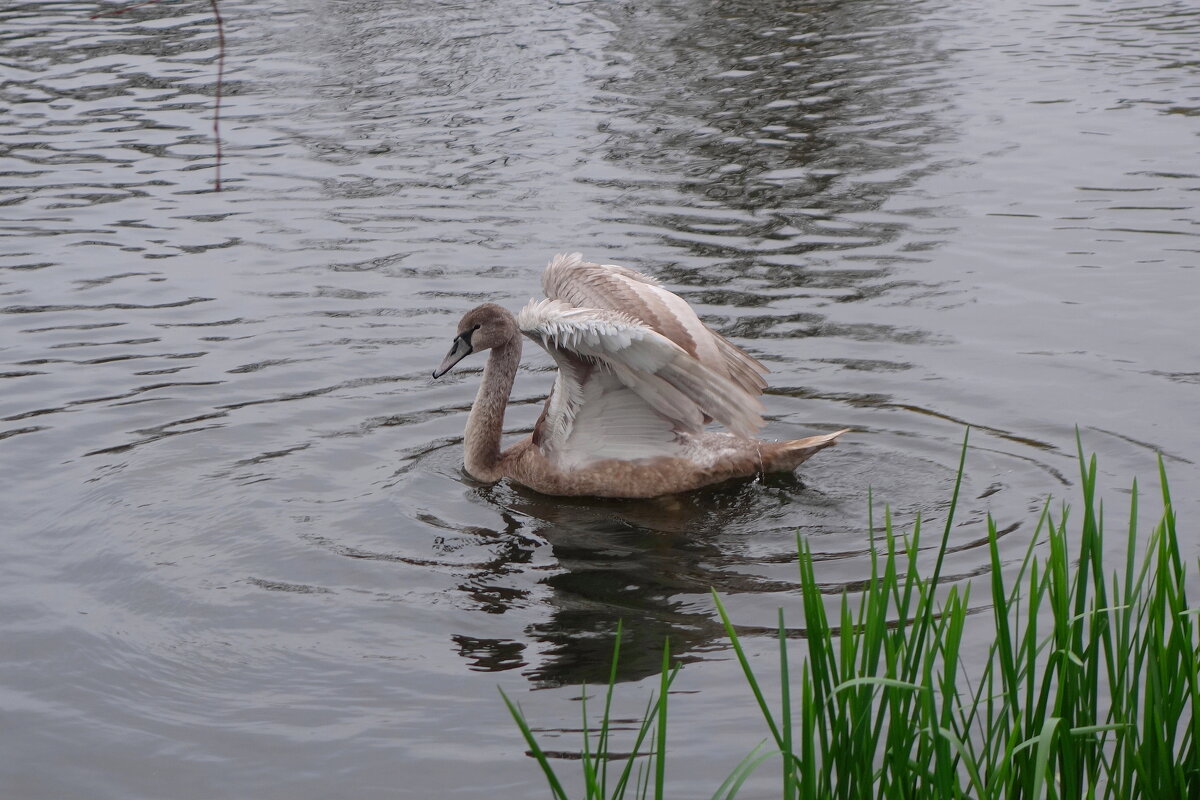 Лебеди в городе - Рита Симонова