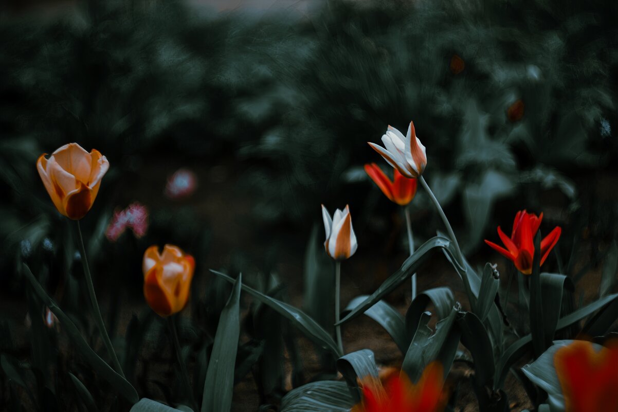 Тюльпаны - Анастасия Ильина