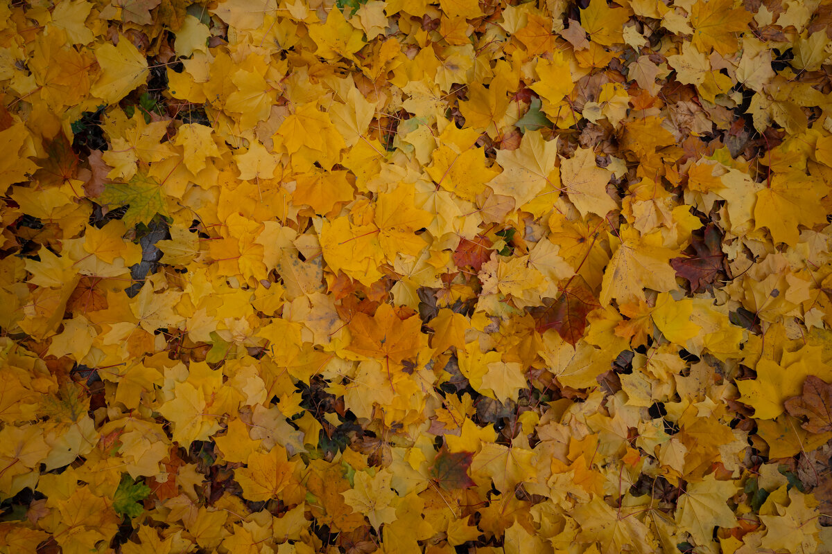 Ковёр из кленовых листьев - Александр Синдерёв