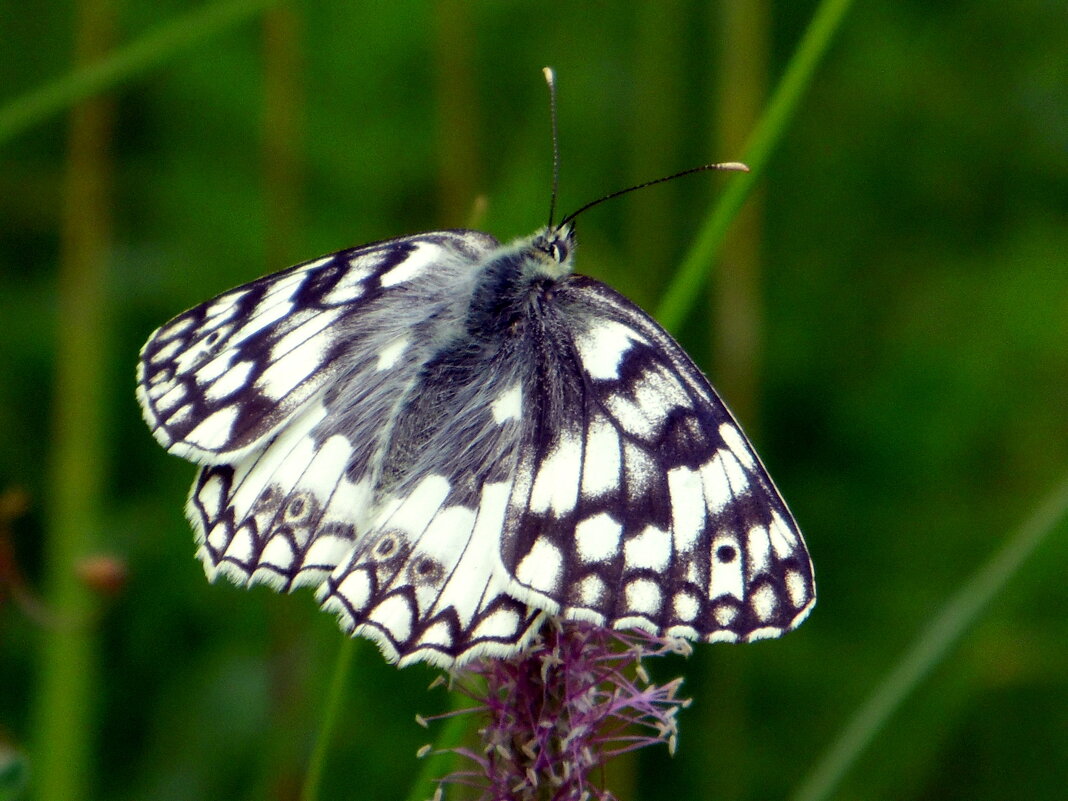 Бабочка. - nadyasilyuk Вознюк