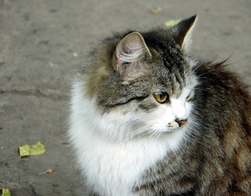 Кокетка. - nadyasilyuk Вознюк