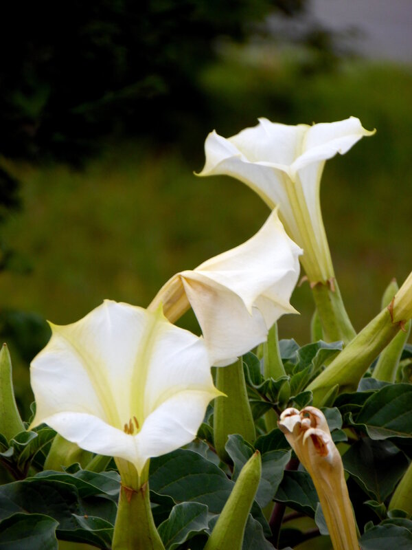 Дурман. - nadyasilyuk Вознюк Дурман. - nadyasilyuk Вознюк