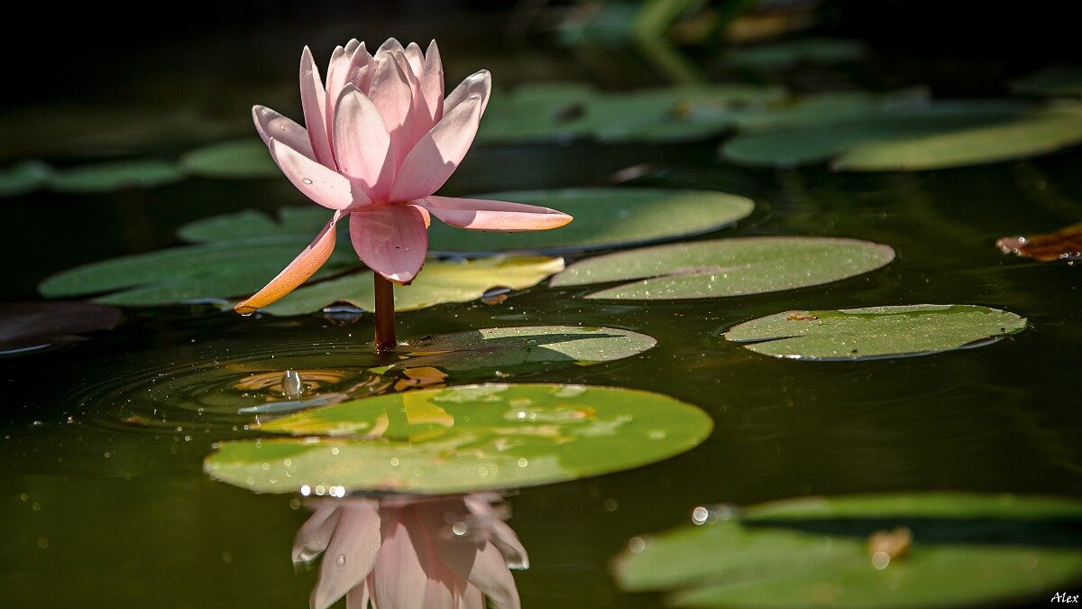 4008 - Alex . 4008 - Alex .