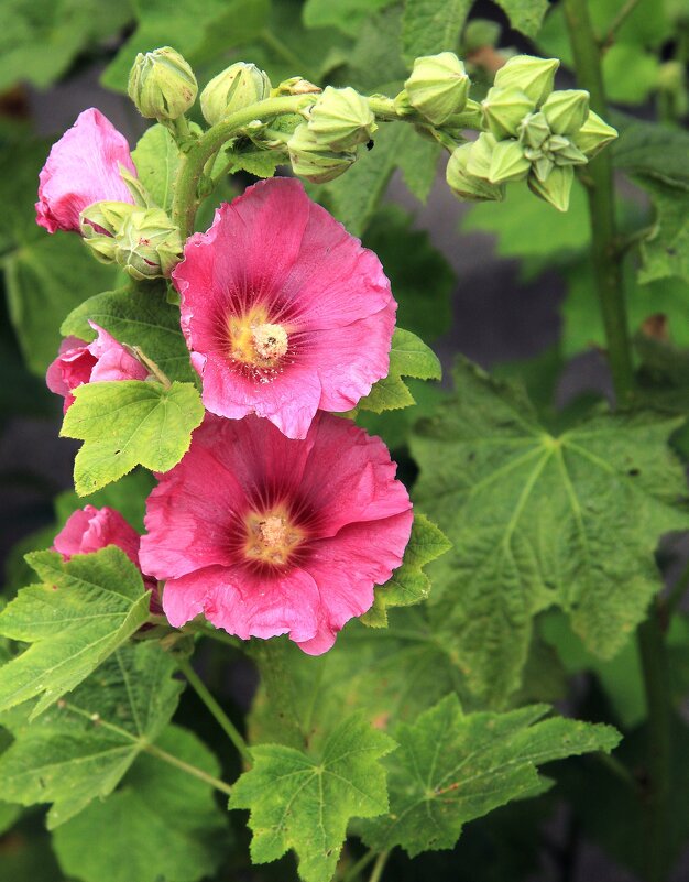 Розовый - Сергей Рожков