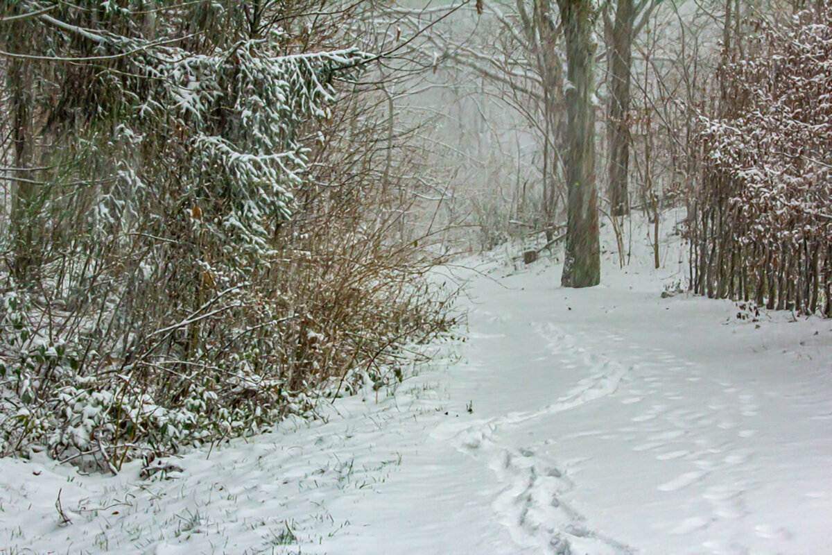 Снегопад. - Lucy Schneider 