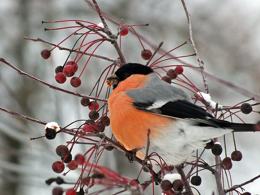 Снегирь - Зоя Мишина
