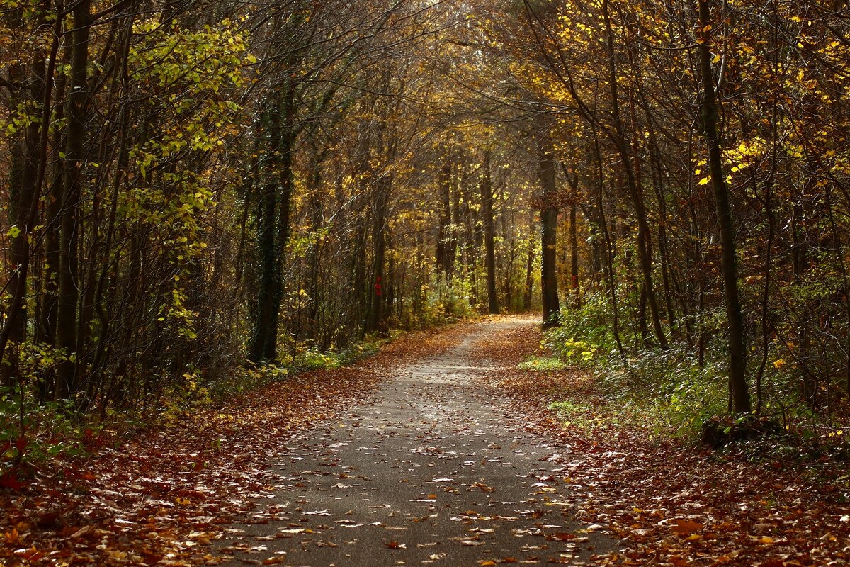 Лесные дорожки - Юрий. Шмаков