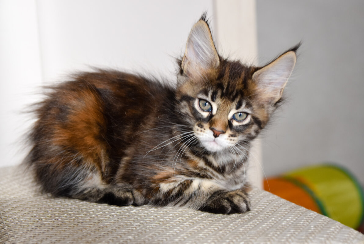 Малышка - Мейн-Кун - Владимир Звягин Малышка - Мейн-Кун - Владимир Звягин