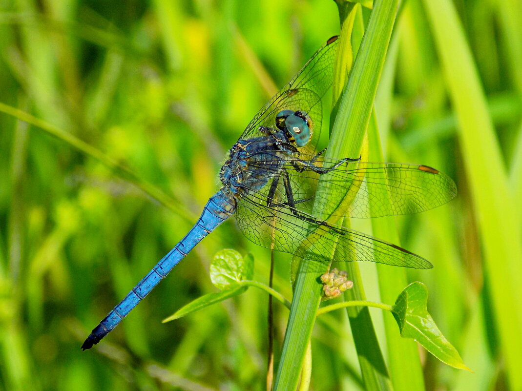 Прямобрюх синеющий - Константин Штарк