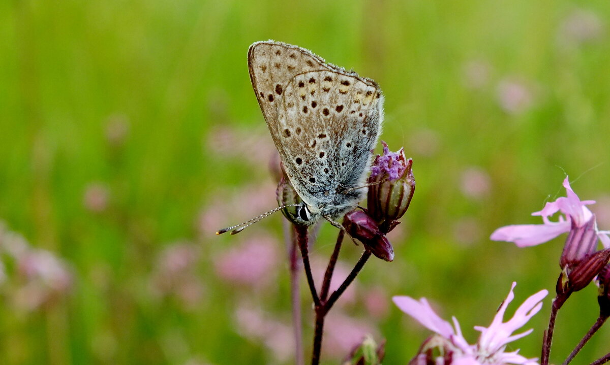 опять про бабочек...72 - Александр Прокудин