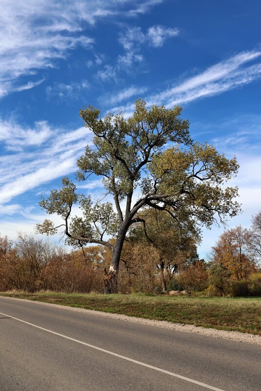 Б/Н - Николай 