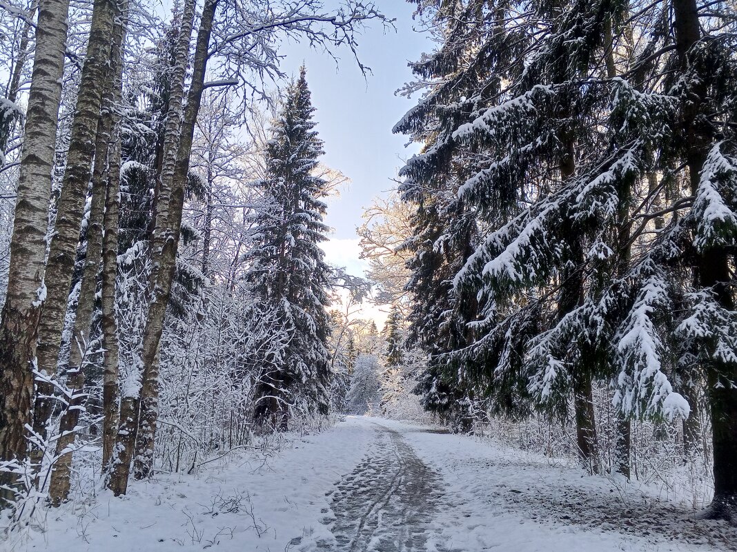Зима - Сапсан 