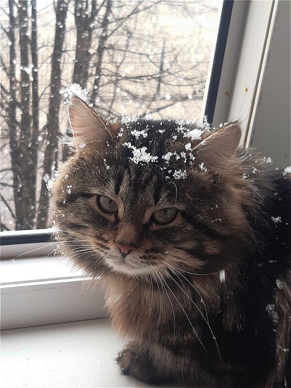 А снег летит и летит! - Нина Андронова