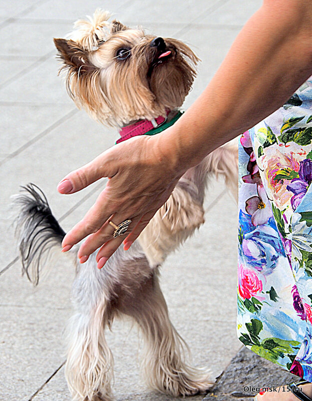 маленькие радости - Олег Лукьянов