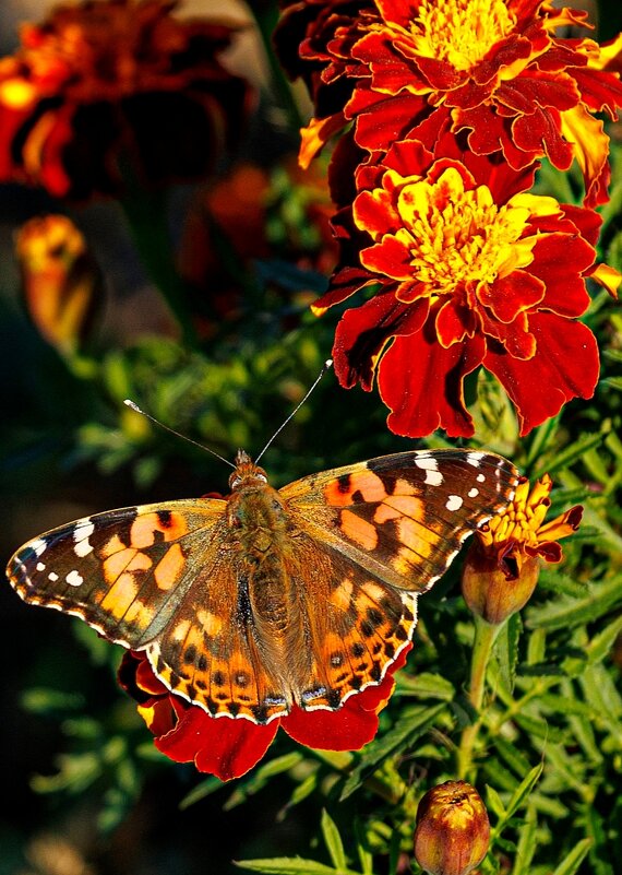 У нас в ноябре. - Светлана Тихонина
