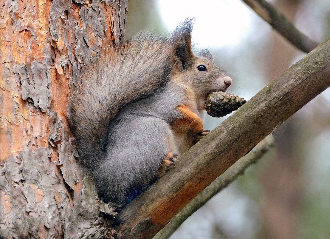 Запас карман не тянет - Михаил Белоусов