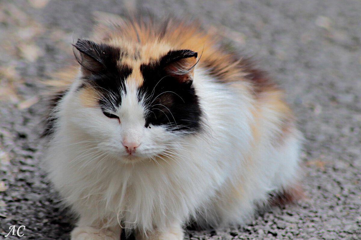 Весеннее солнце пригрело - Любовь Сахарова