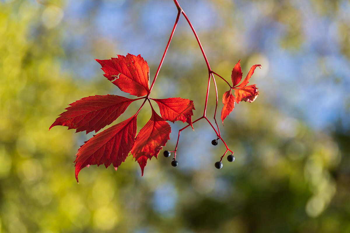 Девичий виноград - Игорь Сикорский