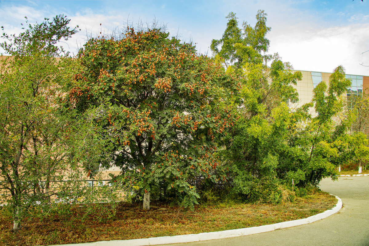 Осень - Анатолий Чикчирный Осень - Анатолий Чикчирный