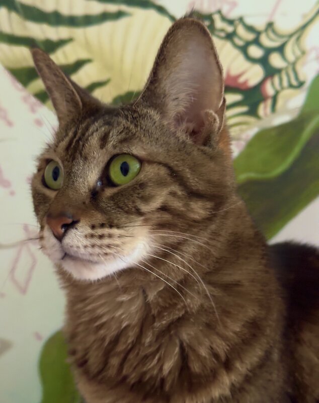 Leya - NIKOLAY Nagaev