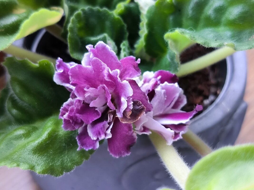 Мои фиалочки. - Ольга 