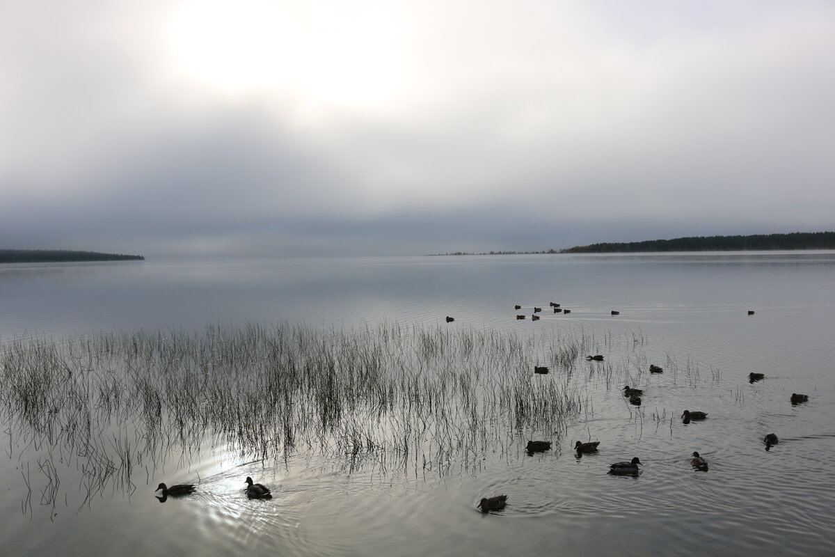 Северные утки - Ольга 