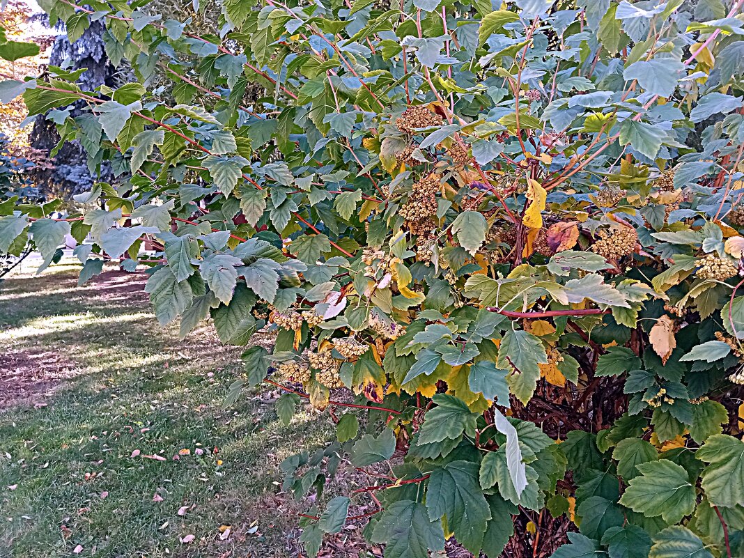 Цветы. Осень. - Владимир Драгунский