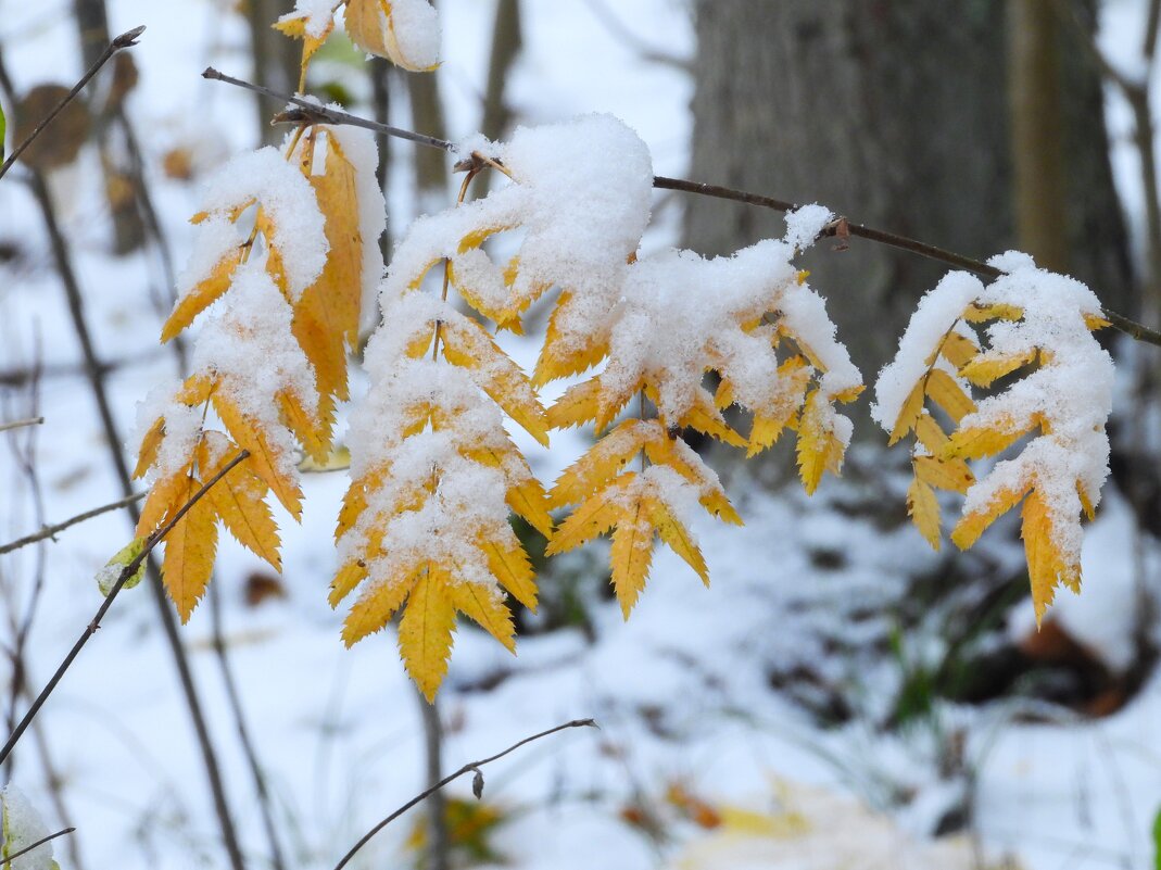 Осень - Ольга Митрофанова