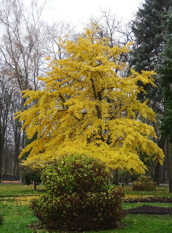 Гинкго осенью - PRP 