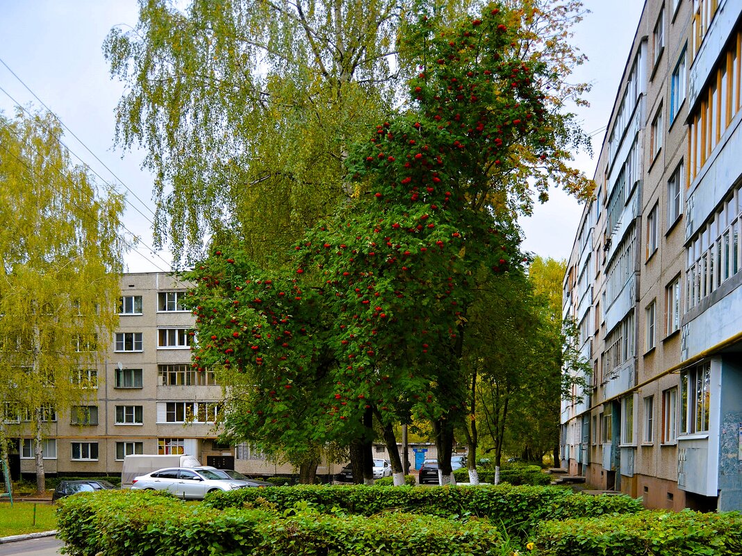 Новочебоксарск. Осенняя рябина во дворе дома по ул. Пионерской. - Пётр Чернега