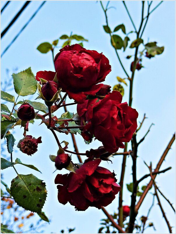 Зеленоградск. Розы ноября. - Валерия Комова