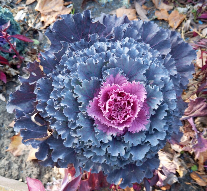 Декоративная капуста - Елена Семигина