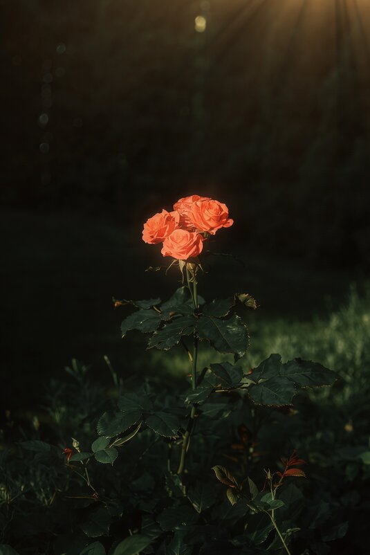 Роза в лучах солнца - Анастасия Ильина Роза в лучах солнца - Анастасия Ильина