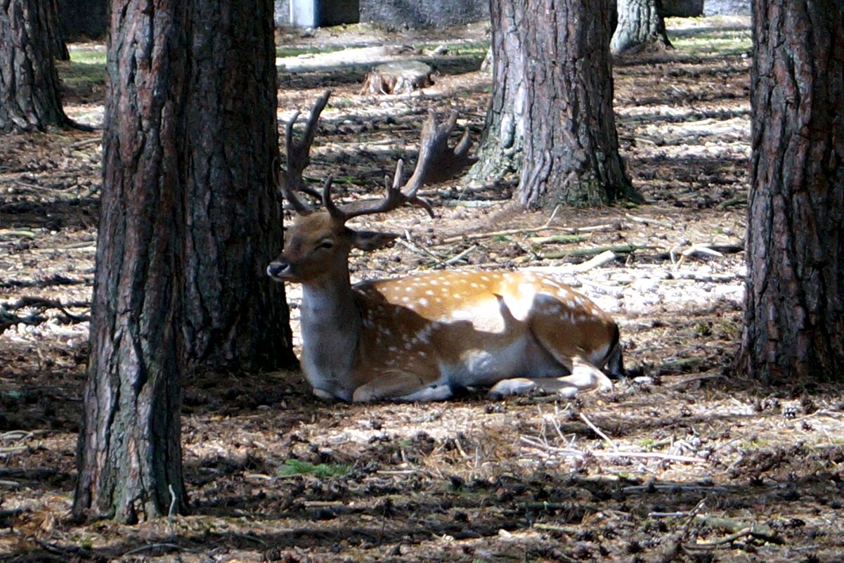 Беловежская пуща - Gal` ka