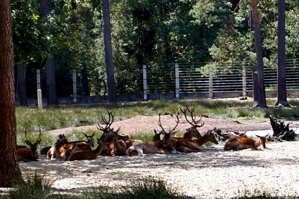 Беловежская пуща - Gal` ka
