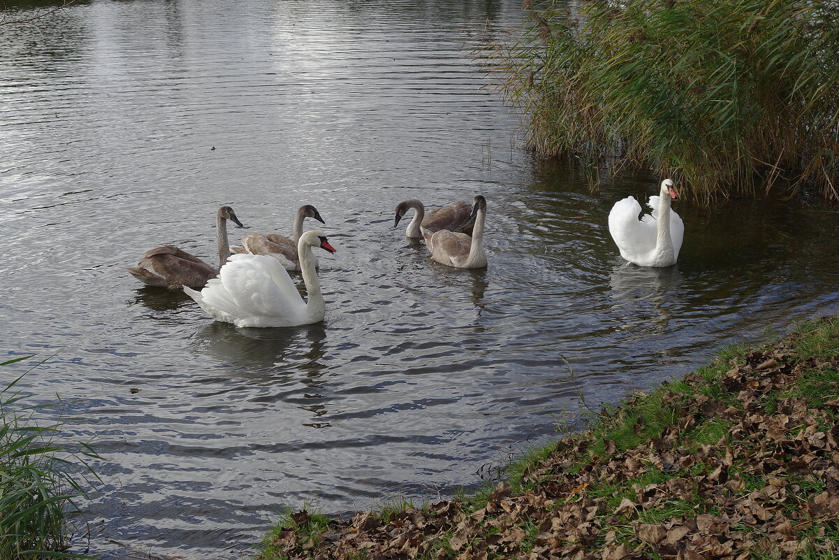Лебеди в городском парке - Рита Симонова