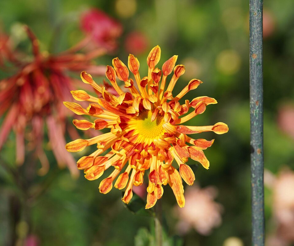 Из Никитского сада - Татьяна Тюменка