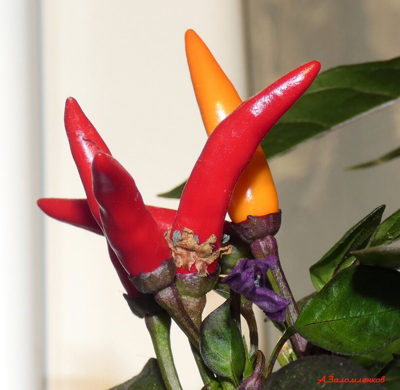 А вы перчики комнатные культивируете? :-) - Андрей Заломленков А вы перчики комнатные культивируете? :-) - Андрей Заломленков